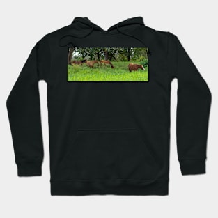 horses Hoodie